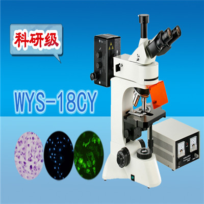 熒光顯微鏡 科研級三目熒光顯微鏡WYS-18CY  顯微鏡